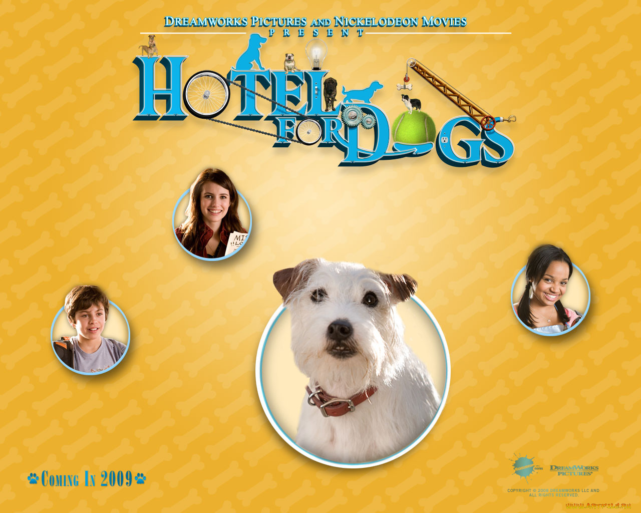 hotel, for, dogs, , 